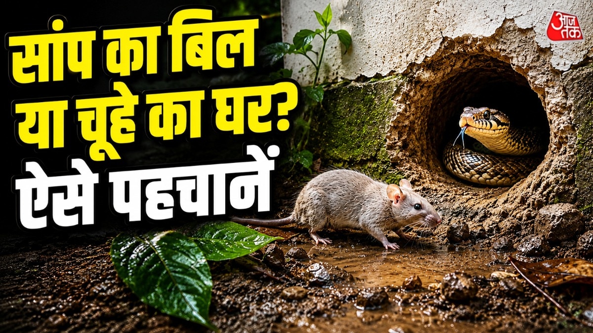 सांप का बिल और चूहे के बिल को कुछ संकेतों से पहचान सकते हैं. (Photo: ITG)