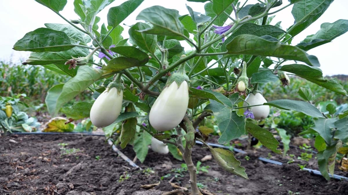 White Brinjal Plant (Getty Image)