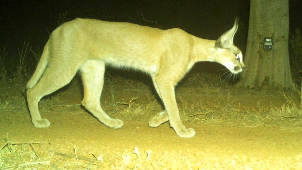  Kuno National Park Rare Caracal