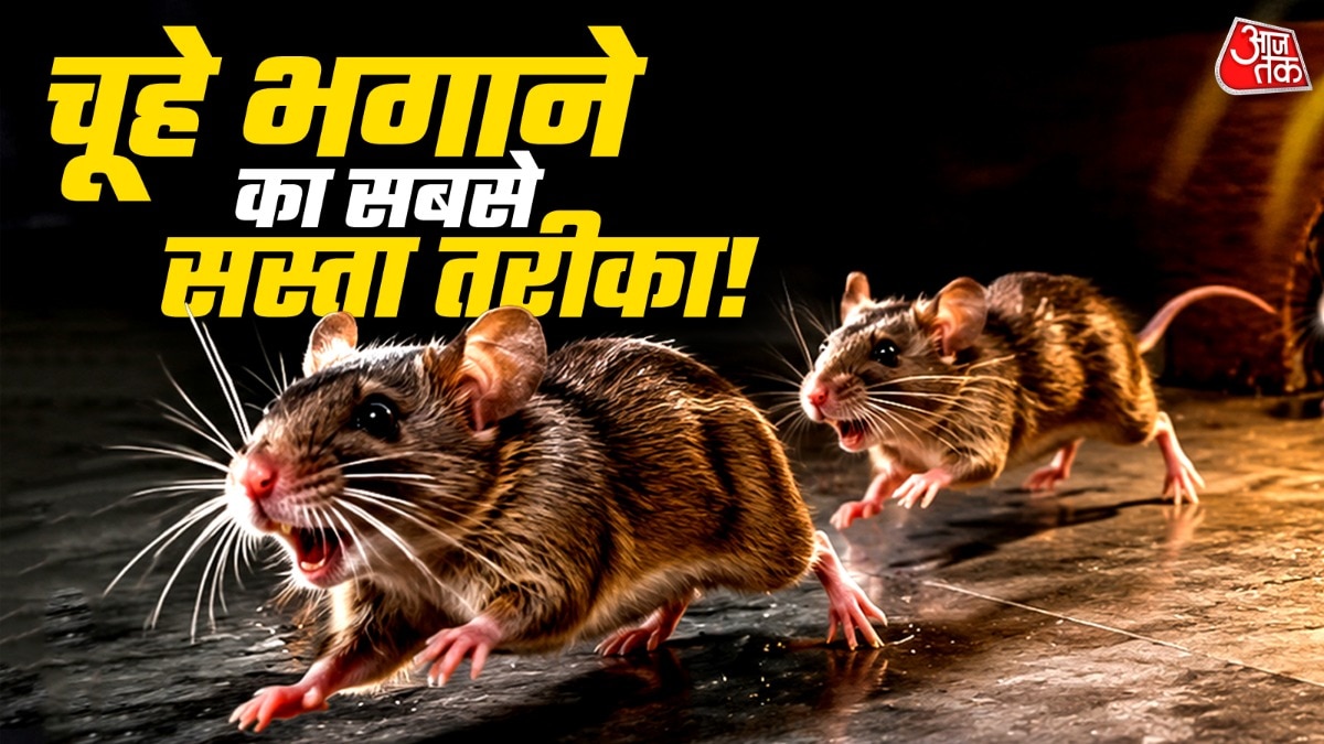 How To Get Rid Of Rats (Photo: ITG)
