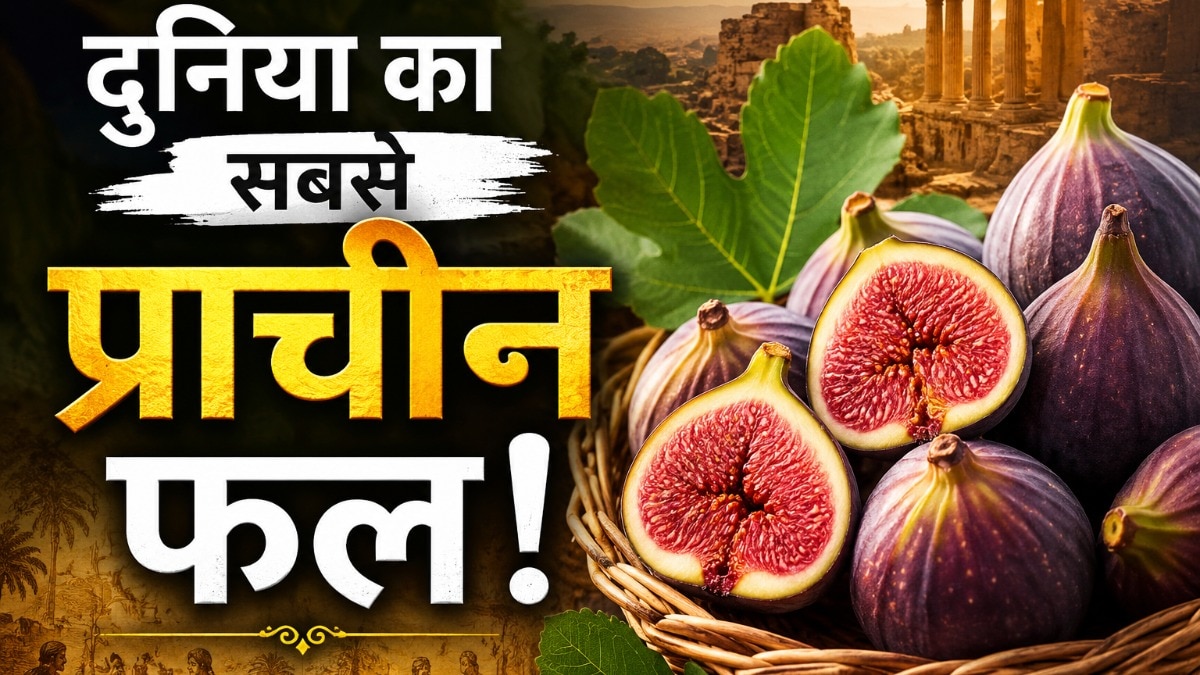 जिन फलों के अस्तित्व और उपयोग के प्रमाण हजारों साल पुराने मिलते हैं, उन्हें प्राचीन फल कहा जाता है. ( Photo: ITG)