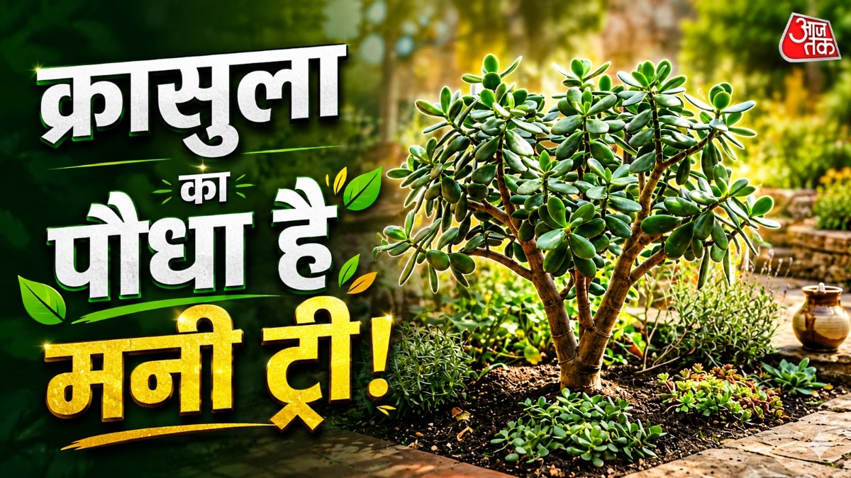मनी मैग्नेट है ये पौधा, इस दिशा में लगाते ही खिंचा