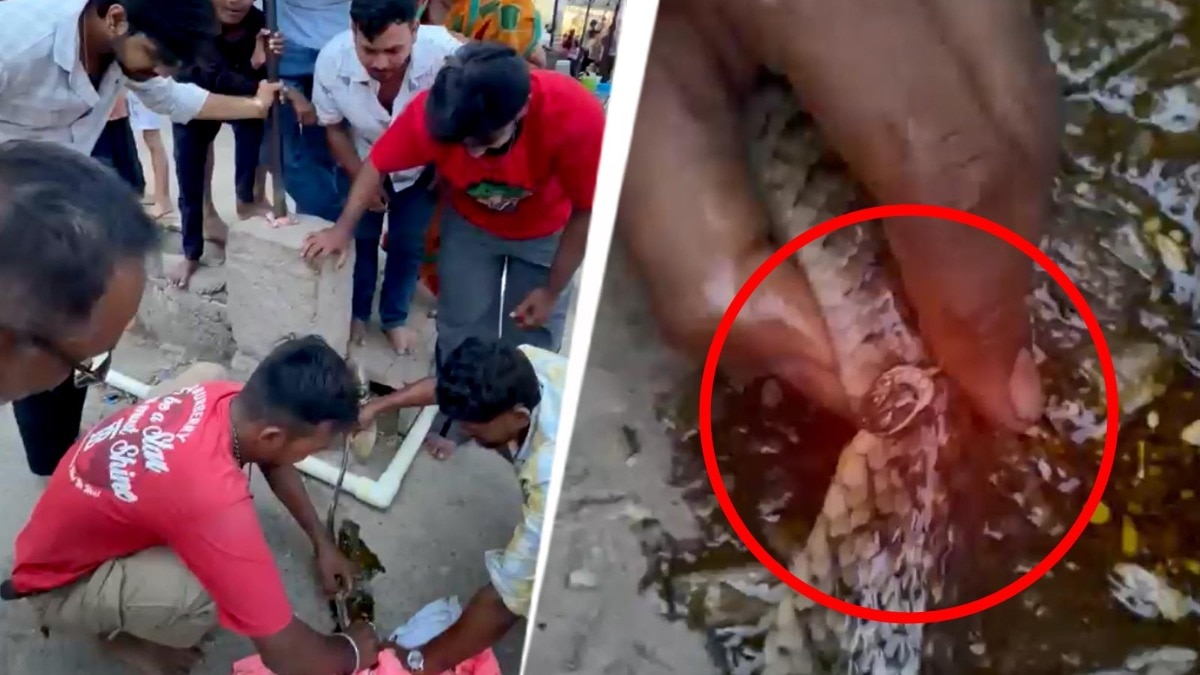 अंगूठी पहनकर घूम रहा था सांप, देखकर लोग हुए हैरान
