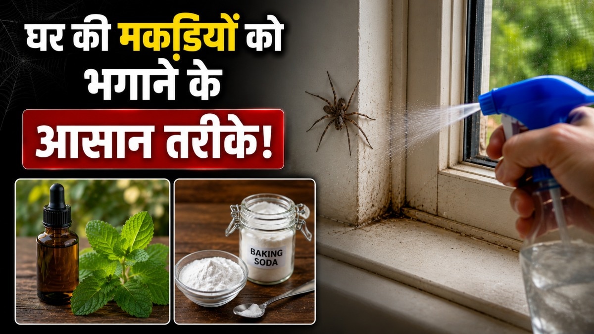 मकड़ियों को कुछ आसान तरीकों से घर से बाहर किया जा सकता है. (Photo: AI Generated)