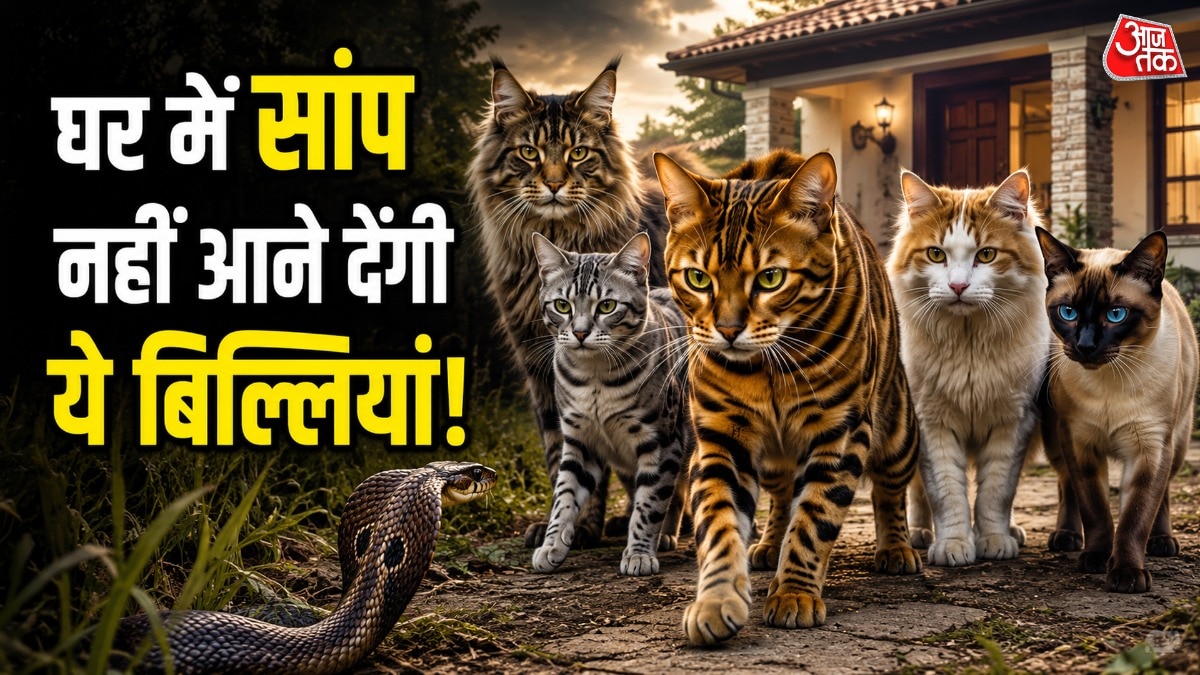 बिल्लियां सांप को घर-गार्डन से बाहर भगा सकती हैं. (Photo: AI Generated)