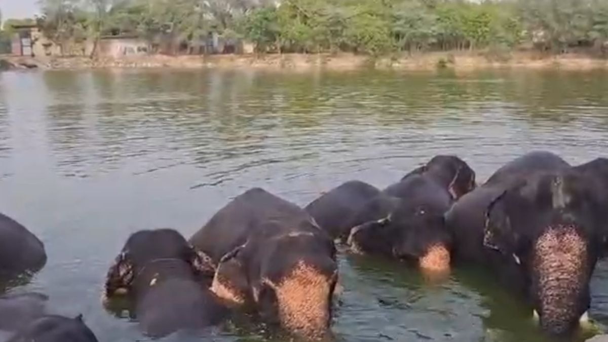 गांव में 75 हाथियों के लिए किए गए हैं खास इंतजाम. (Photo: Screengrab)