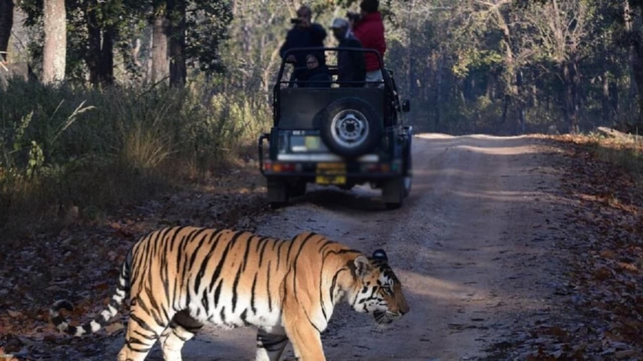 बाघ देखने का प्लान है? अमानगढ़ टाइगर रिजर्व ने बढ़ा दी सफारी की तारीख