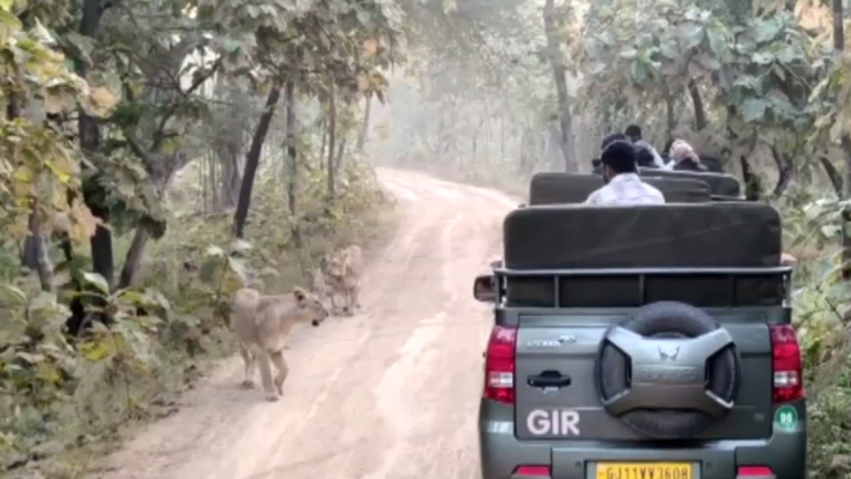 Gir Sanctuary