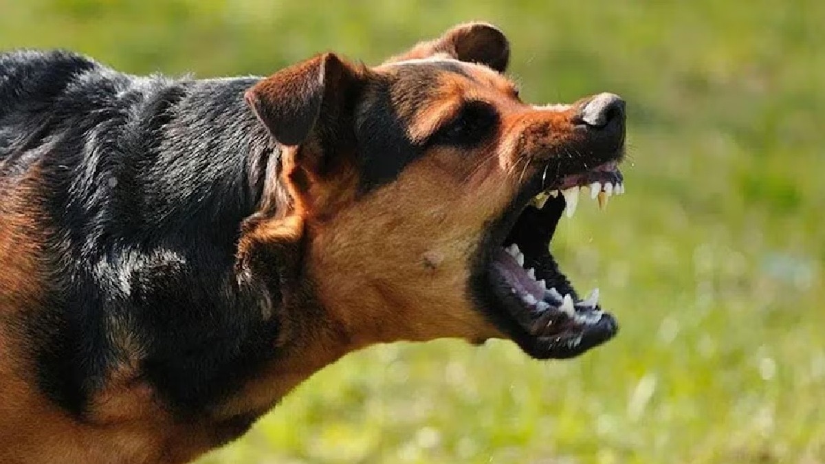 उज्जैन में भयानक डॉग अटैक (Photo: representational image)