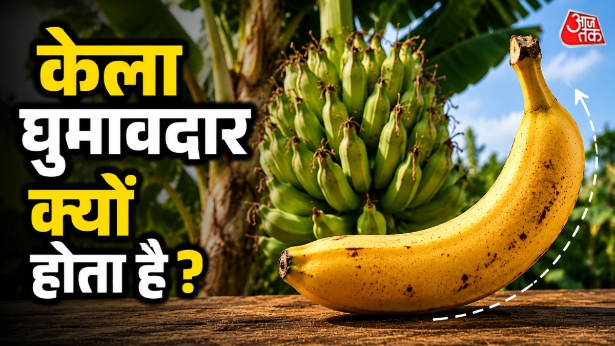 केला का आकार हल्का कर्व में होता है. (Phot: ITG)
