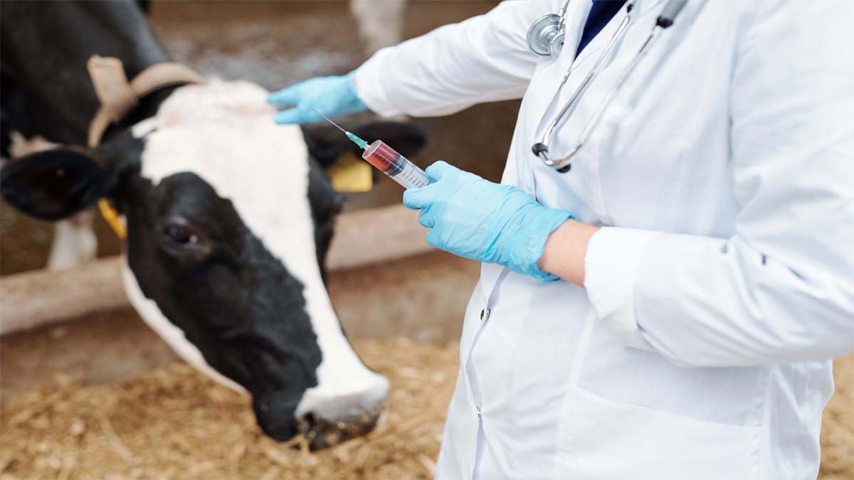 Livestock Vaccination Tips (Getty Images)