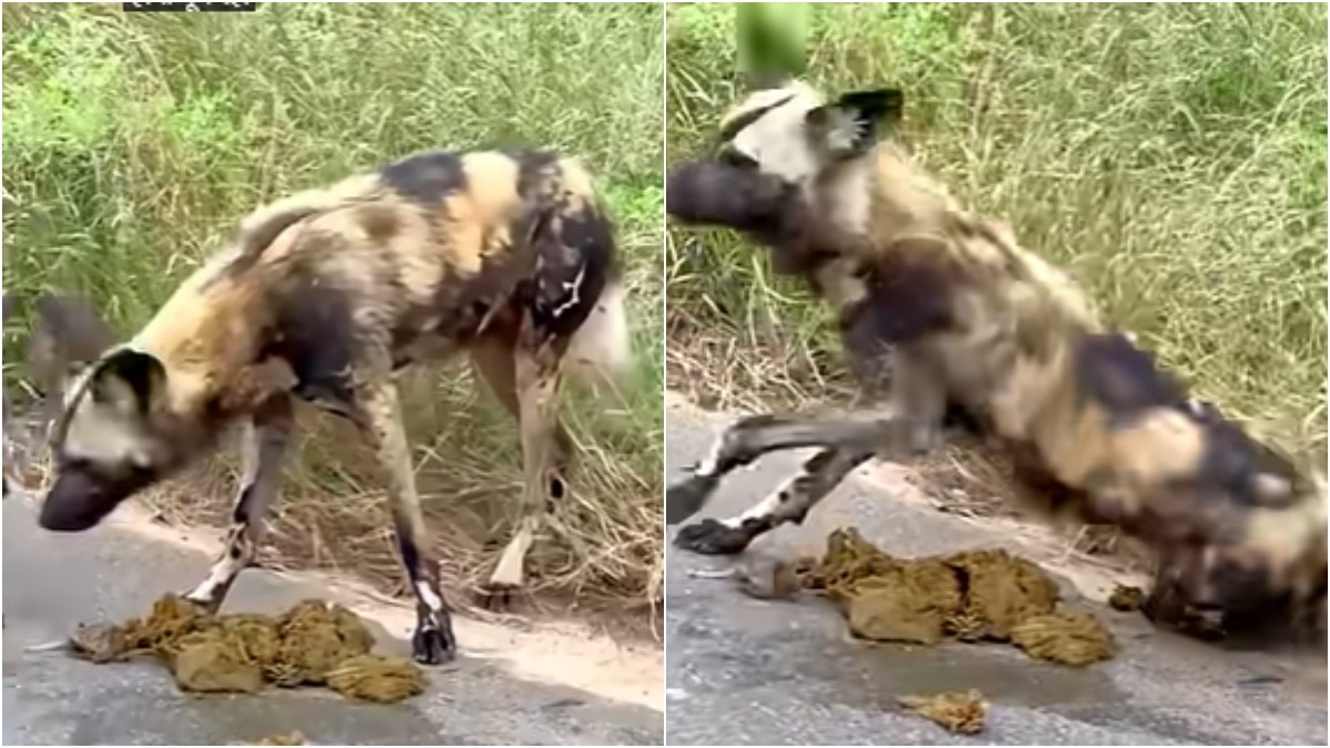 wild dogs rolling in elephant dung