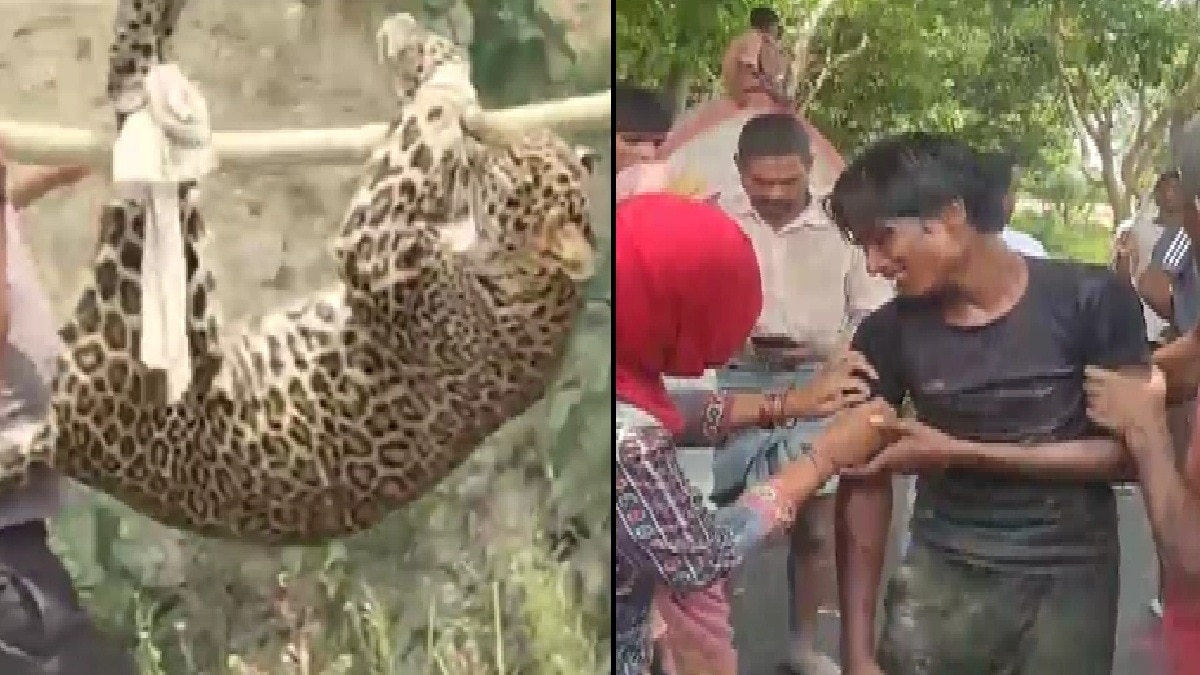 leopard attack