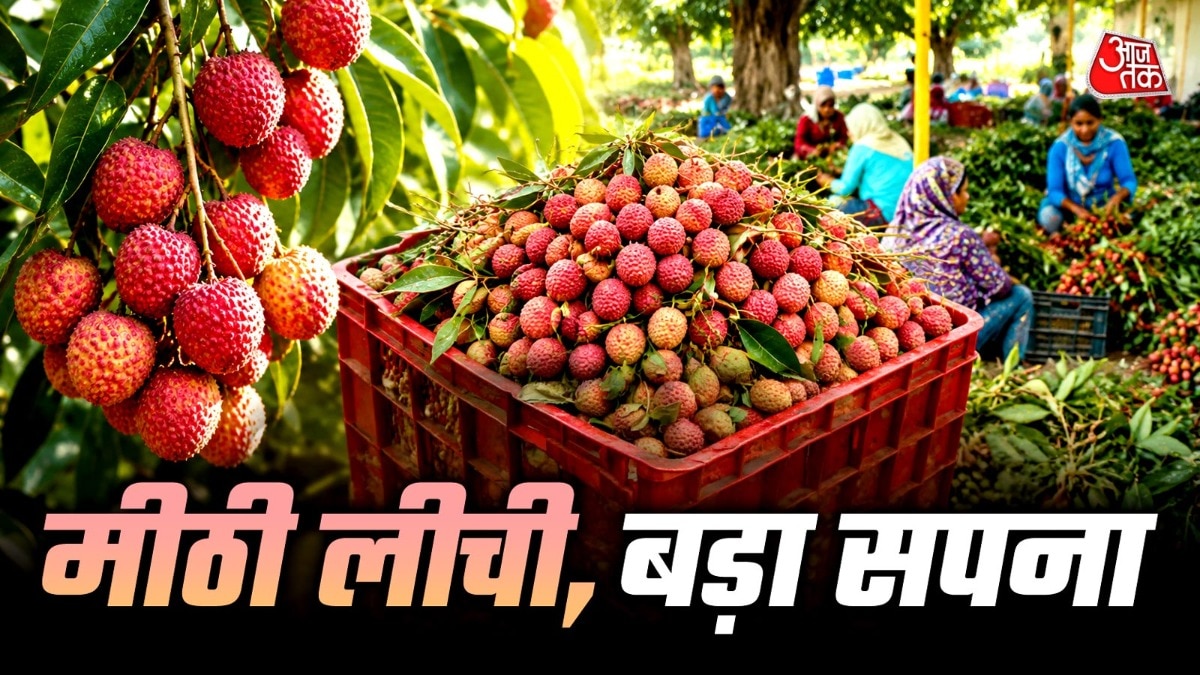 पठानकोट में लीची की हुई बंपर पैदावार. (Photo: ITG)
