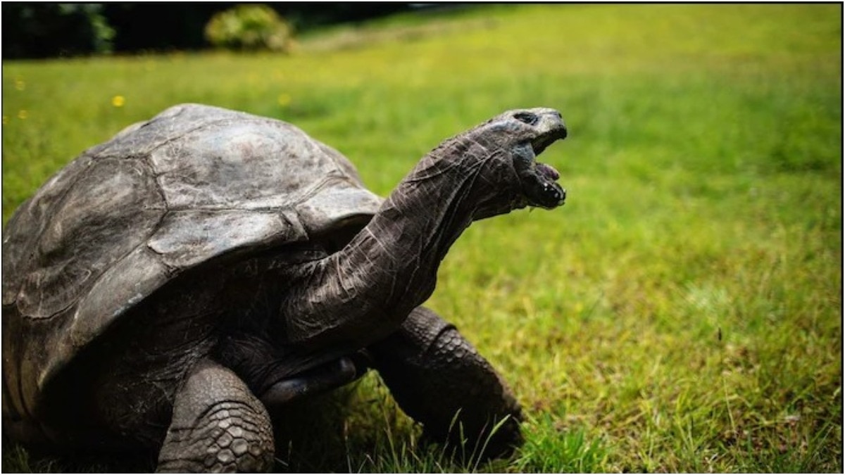 194-year-old-jonathan-tortoise-longevity-secret-and-life