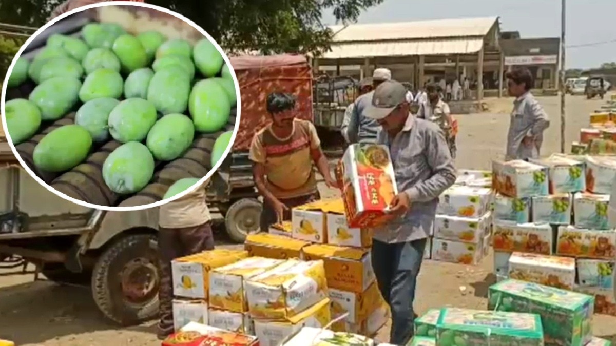 Gujarat Kesar Mango