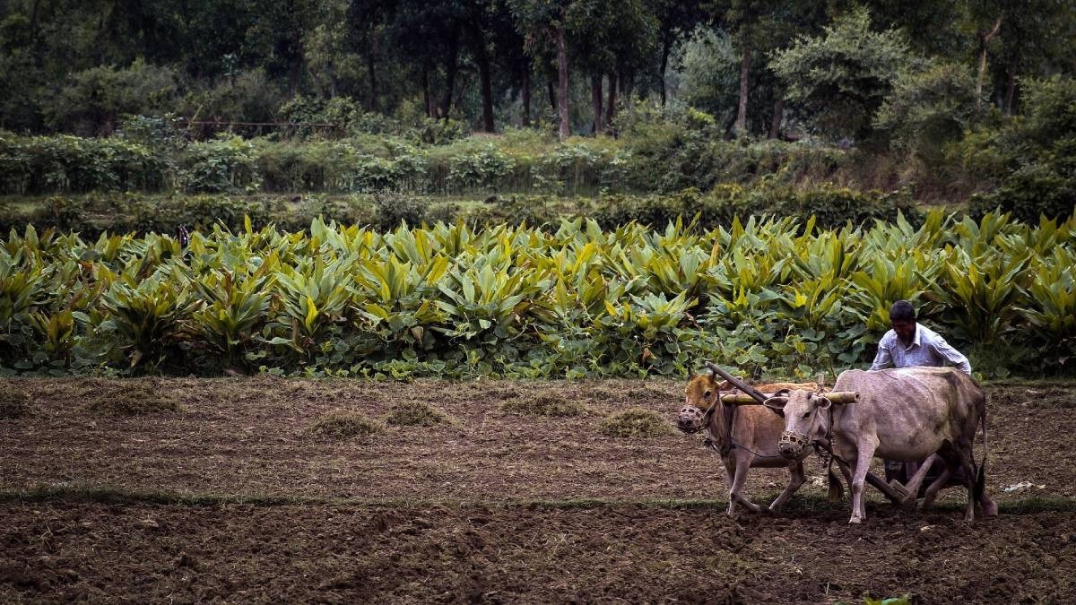 खरीफ की बुवाई (प्रतीकात्‍मक तस्‍वीर)