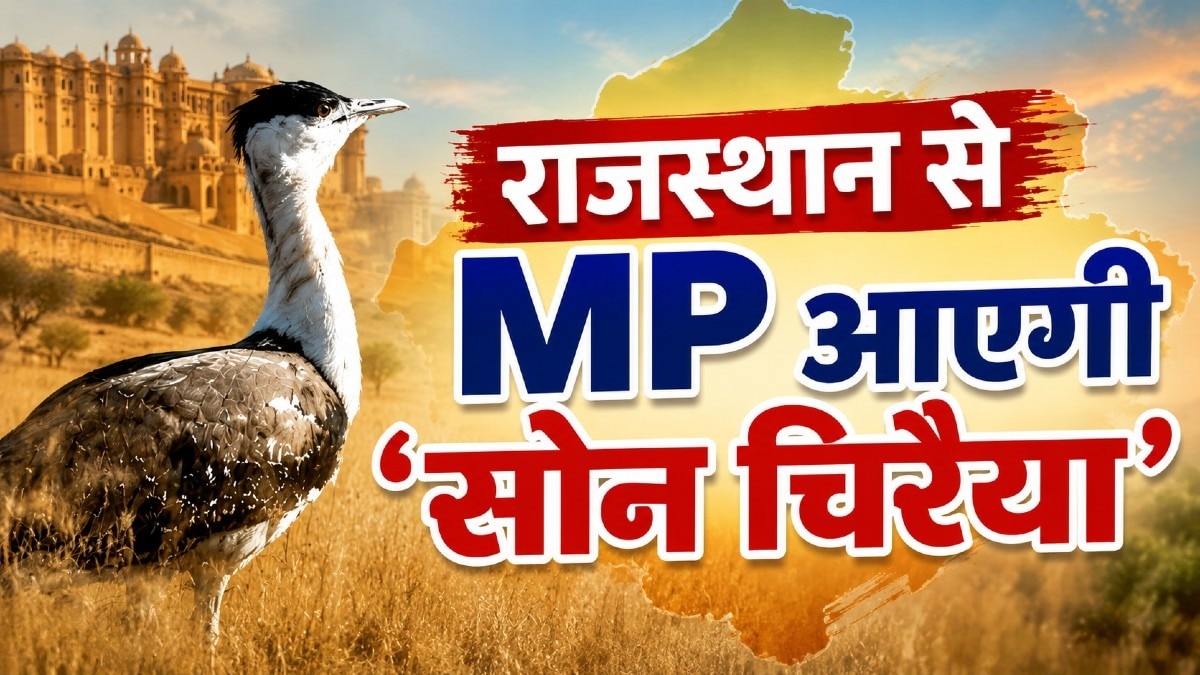 घाटीगांव और गांधी सागर में छोड़ी जाएगी सोन चिरैया.(Photo:ITG) 