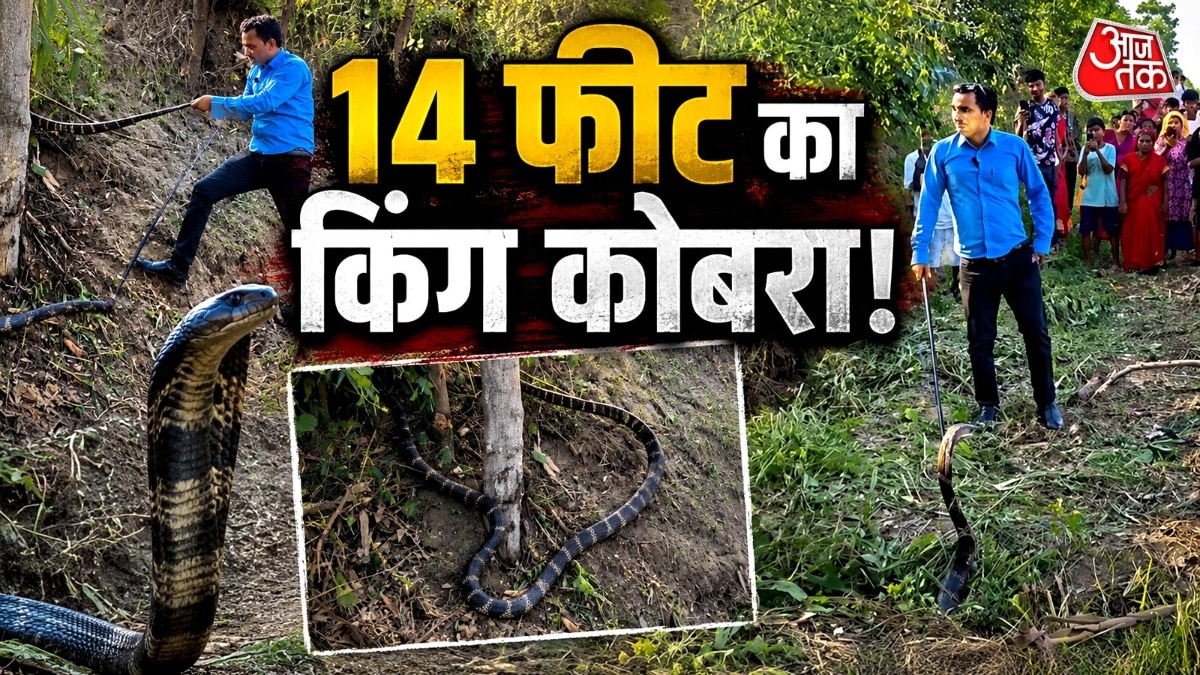 किंग कोबरा बार-बार फन फैलाकर हमला करने की कोशिश करता है (Photo:X/@KumaonJagran)