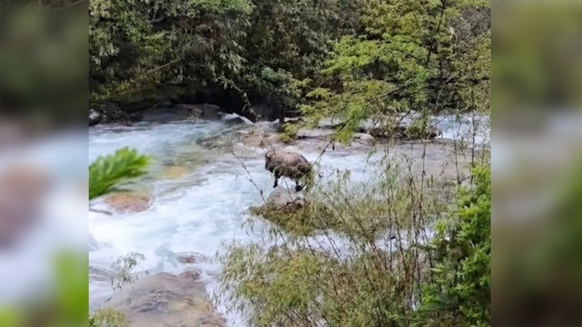 IUCN की रेड लिस्ट में शामिल मिश्मी टाकिन सिक्किम में देखा गया.(Photo:Screengrab/PSTamangGolay)