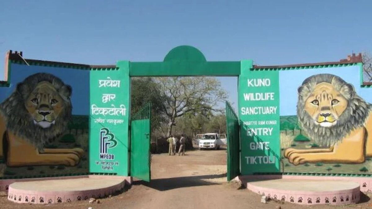 गिर के शेरों को कूनो लाने की मांग फिर हुई तेज.(File Photo:ITG)