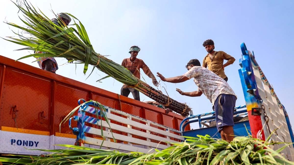 अल-नीनो के असर से और इथेनॉल की डिमांड की वजह से गन्ने की फसल पर असर पड़ेगा. (File Photo: PTI)