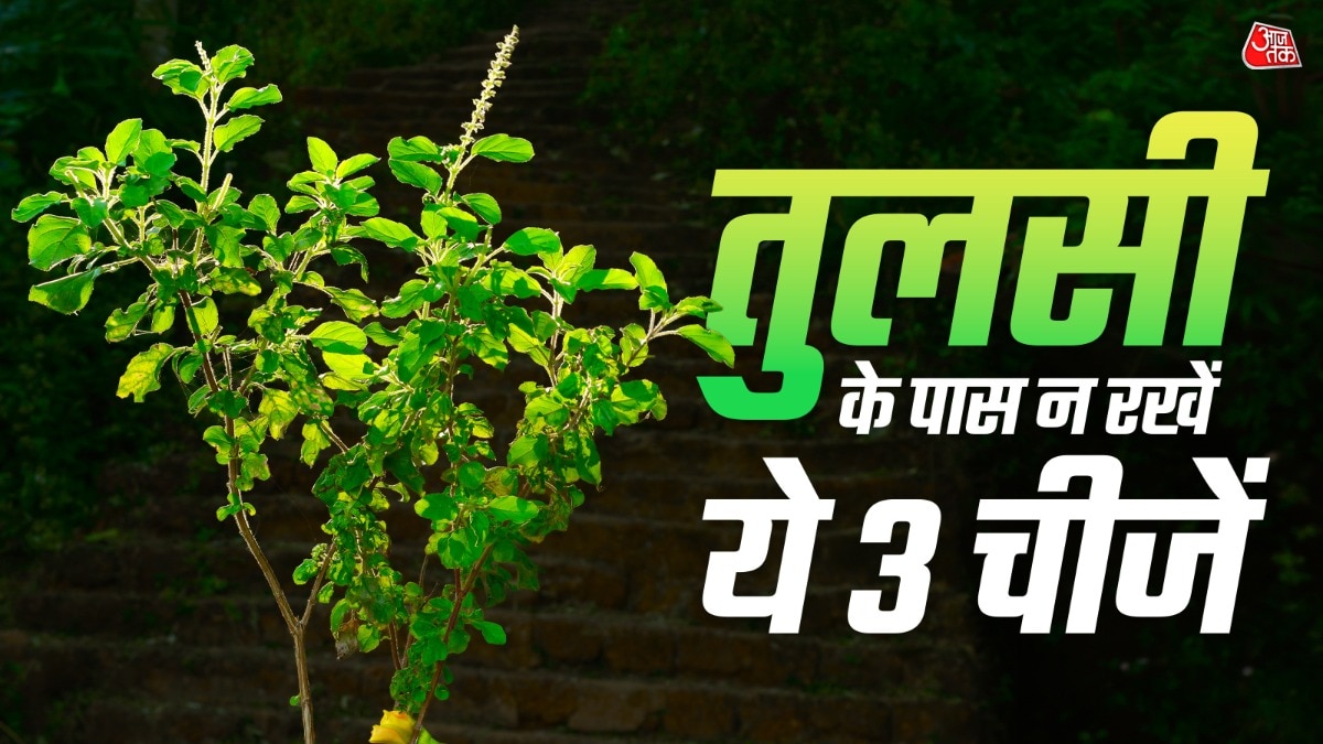 कई बार लोग तुलसी के आस-पास ऐसी चीजें रख देते हैं, जिससे घर में वास्तु दोष लग जाता है. (Photo: ITG)