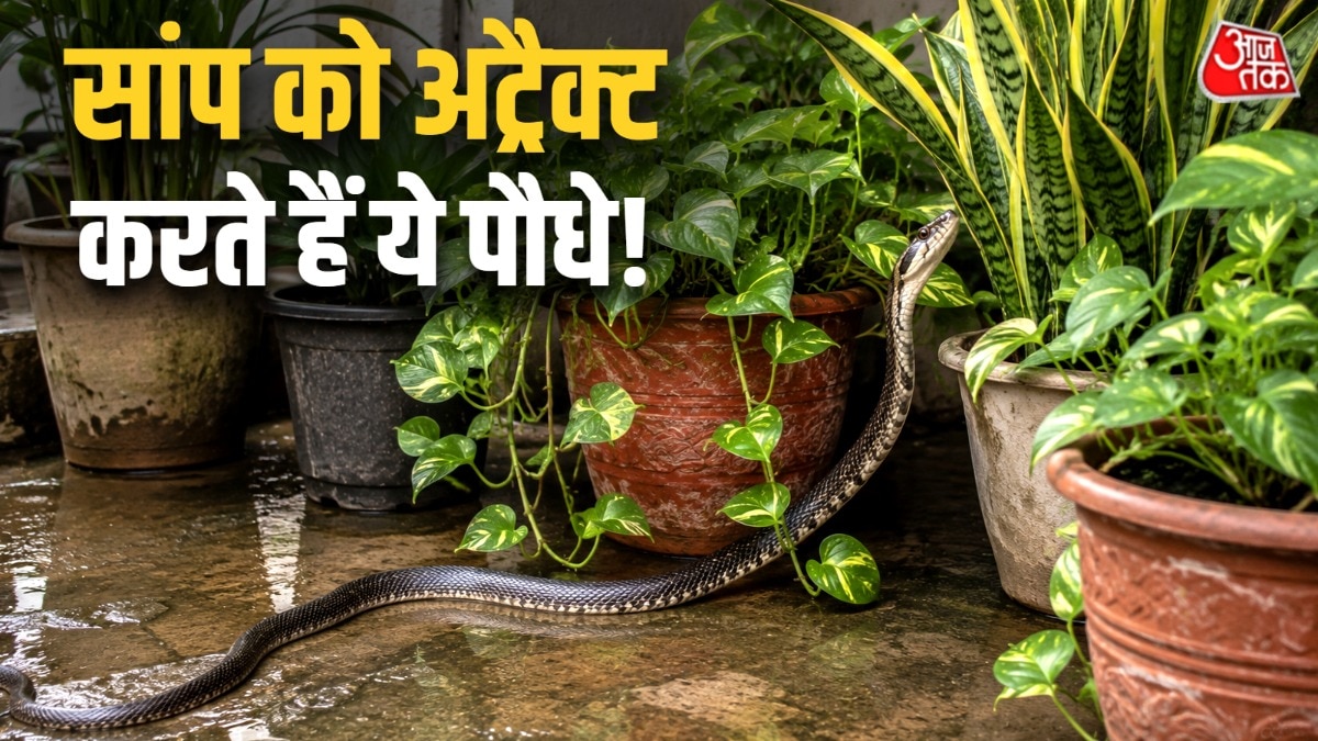 सांप कुछ खास तरह के प्लांट्स की ओर खिंचे चले आते हैं. (Photo: AI Generated)