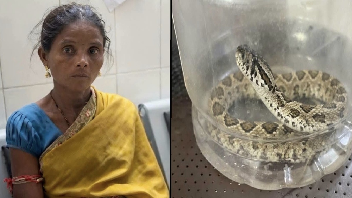 सांप ने काटा तो पकड़कर डब्बे में डाल लाई महिला, डॉक्टर भी रह गए हैरान (Photo: itg)