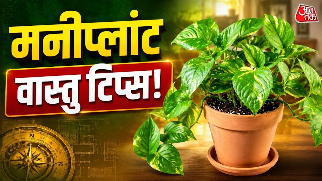 छप्पर फाड़ बरसेगा पैसा! बस घर की इस दिशा में रख लें मनीप्लांट