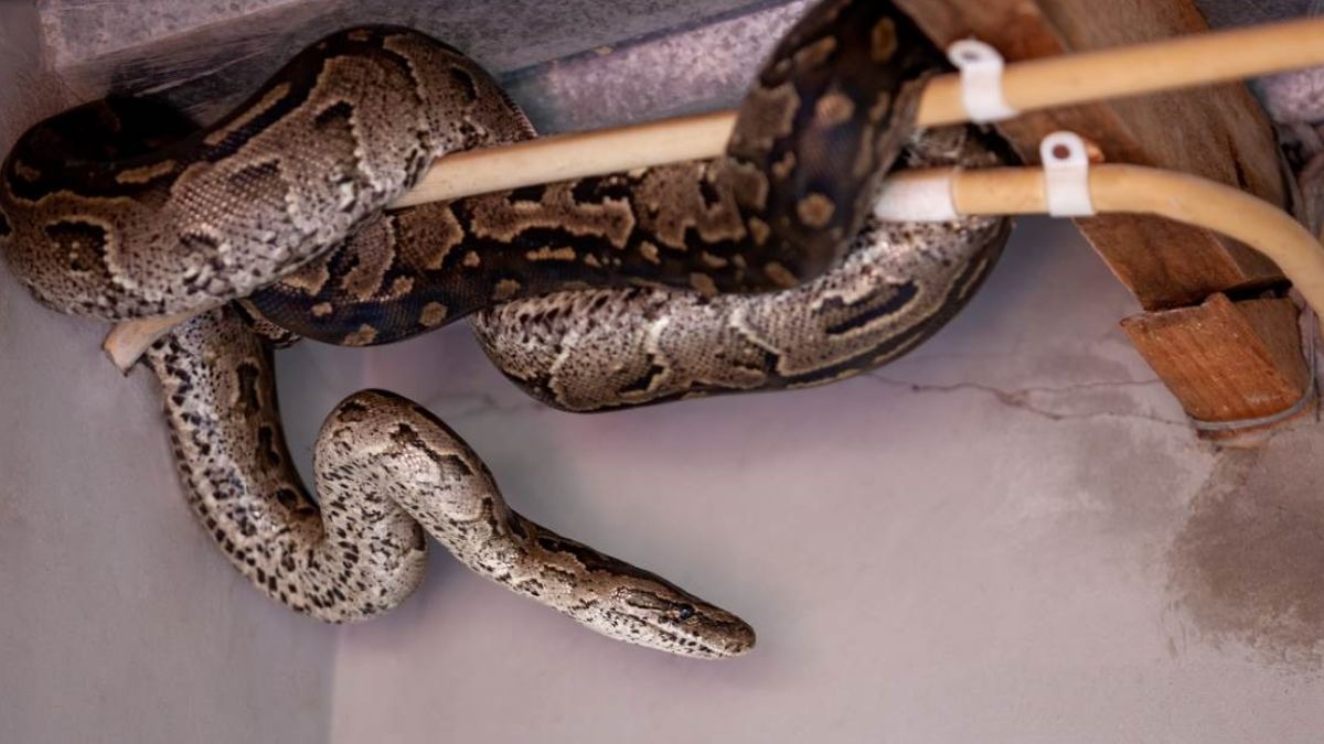 spiritual meaning of snake 