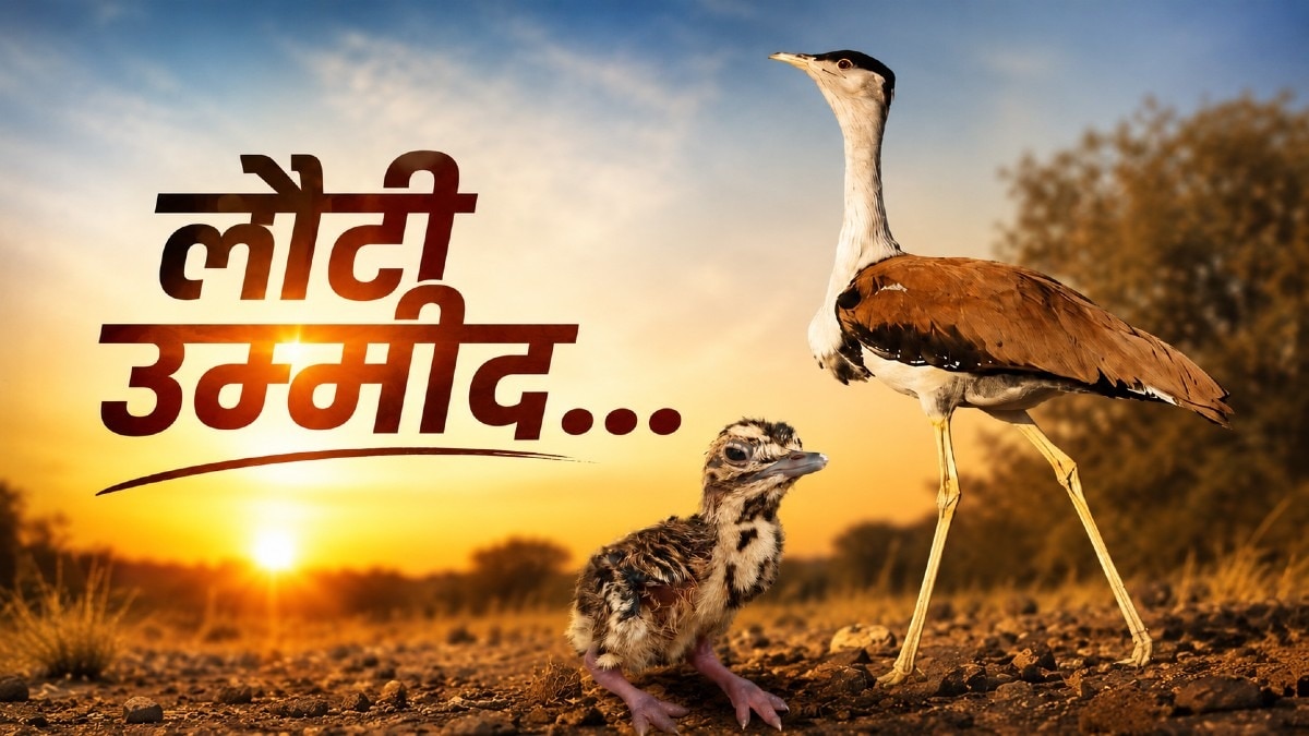 सोन चिरैया के संरक्षण में 'जंपस्टार्ट इंटरवेंशन' का कमाल.(Photo:ITG)