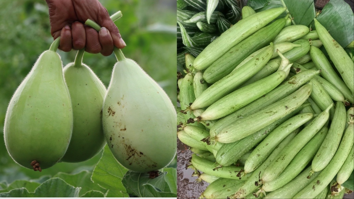 लौकी VS तोरी (Photo-Pexels)