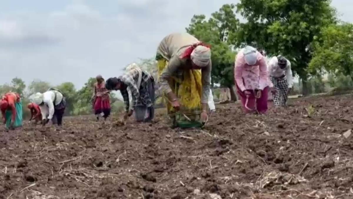 अकोला में बारिश के बाद खरीफ फसलों की बुवाई शुरू (फोटो- Screengrab ITG)