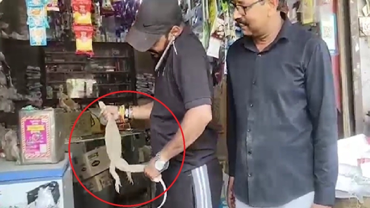दुकान में घुसा गोहर्रा