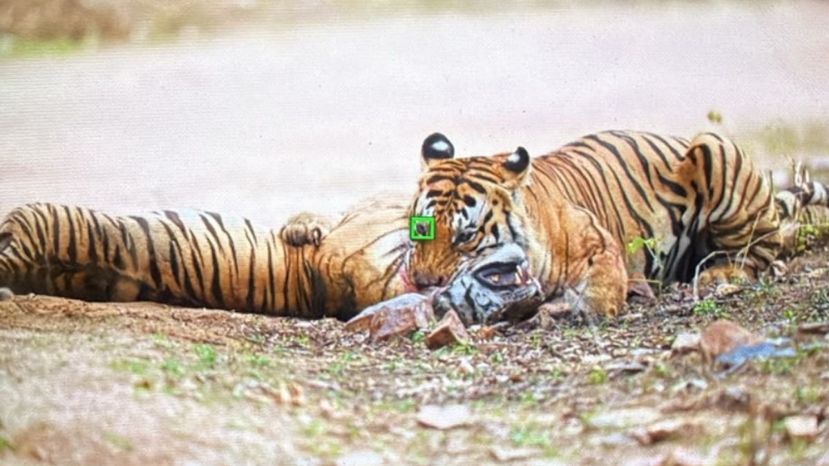 बाघ के हमले में शावक की मौत. (Photo: ITG)