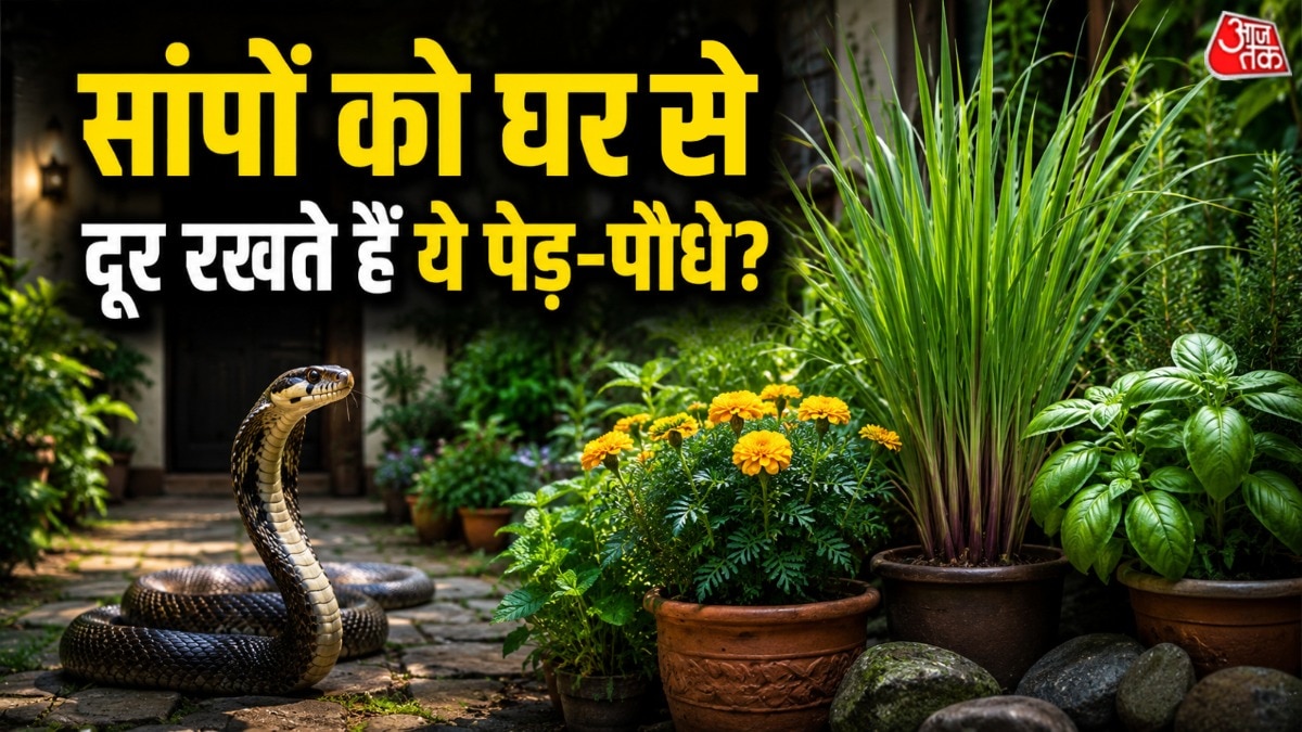 लोग सलाह देते हैं कि घर के आसपास कुछ प्रकार के पौधे लगाने से सांप घर में नहीं आते. (Photo: AI Generated)
