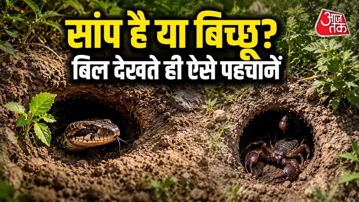 बारिश के दिनों में सांप और बिच्छू दिखने के मामले काफी सामने आते हैं. (Photo: AI Generated)