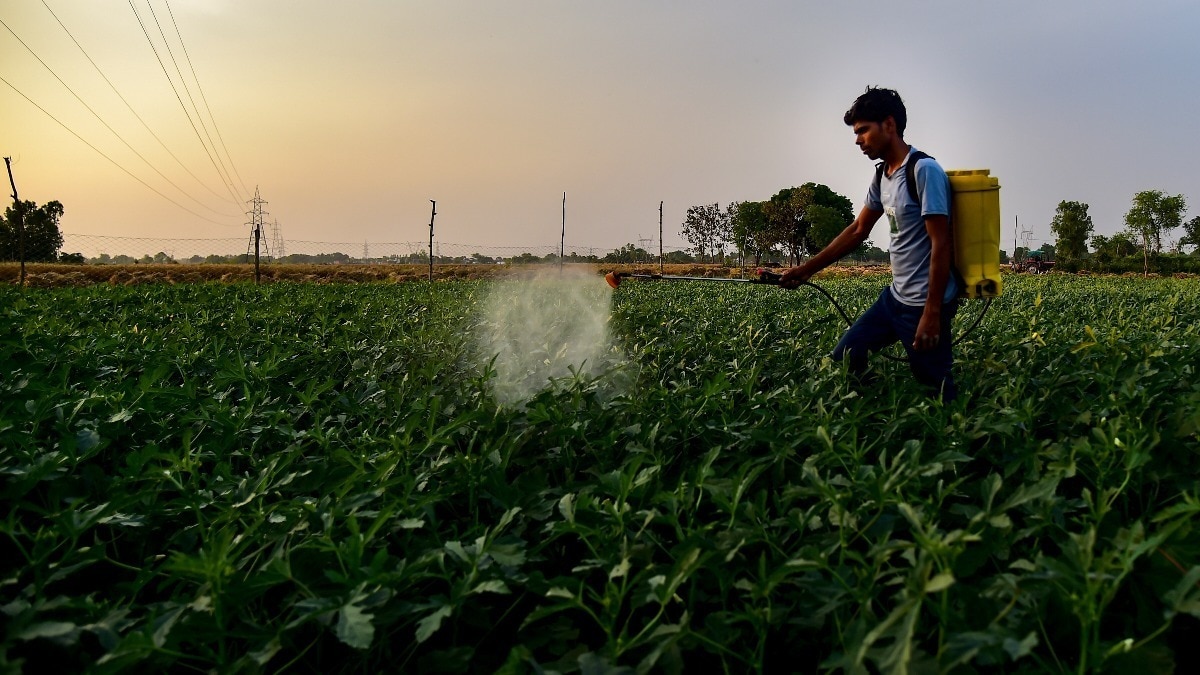 थीरम के टूटने से बनने वाले बाय-प्रोडक्ट मेटाबोलाइट्स एम 1 और एनडीएमए स्वास्थ्य के लिए गंभीर खतरा हैं. (Photo- Representational)