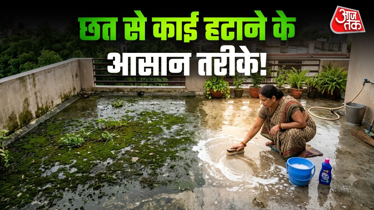 काई को आसानी से हटाया जा सकता है. (PHOTO:AI)