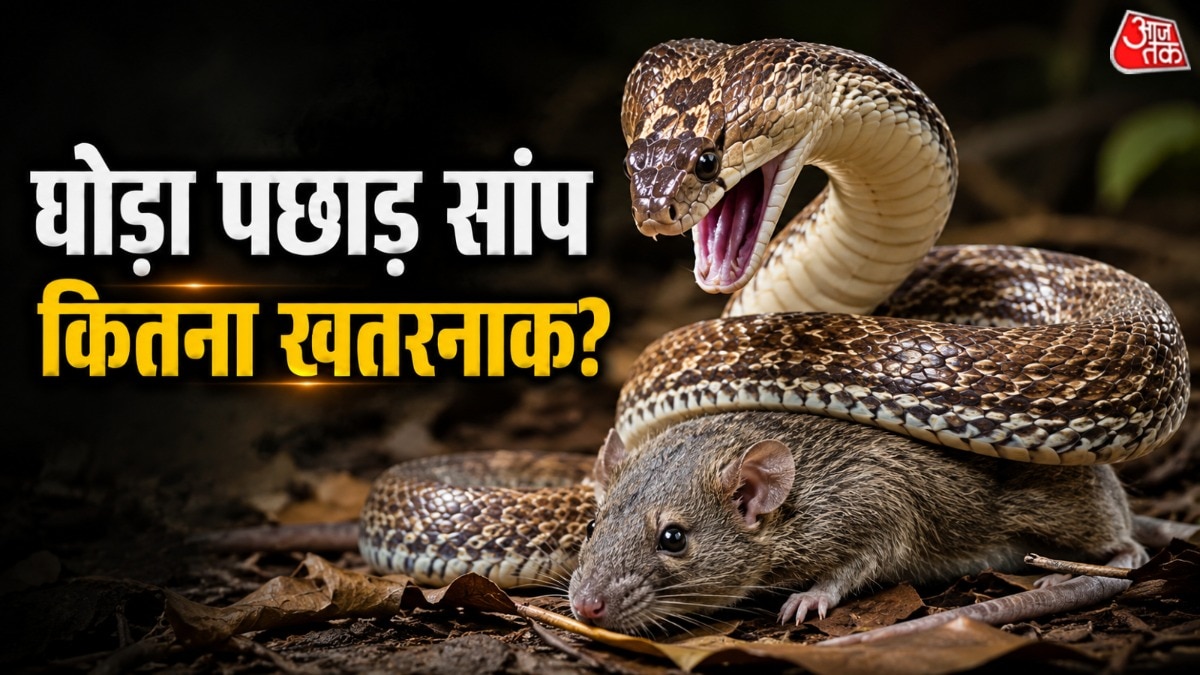 घोड़ा पछाड़ सांप चूहों का सबसे बड़ा दुश्मन है. (Photo: AI Generated)