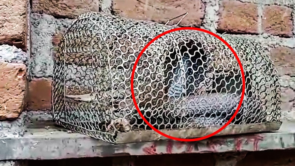 सांप को देखकर लोगों में दहशत फैल गई (Photo: ITG)