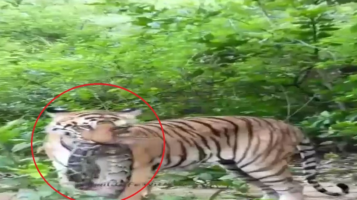 वीडियो सोशल मीडिया पर तेजी से वायरल हो रहा है. (Photo: Screengrab)