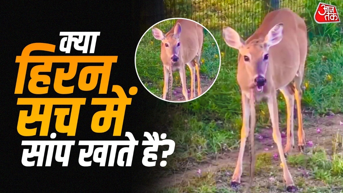 हिरन अपने मुंह में एक सांप दबाए हुए है (Photo:X/@Sandeep52748637)