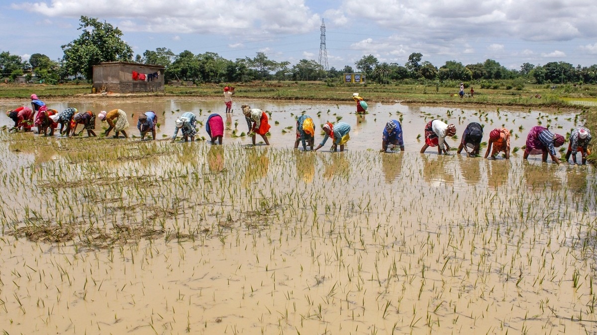 बस्तर में धान की रोपनी करतीं महिलाएं (Photo: PTI)