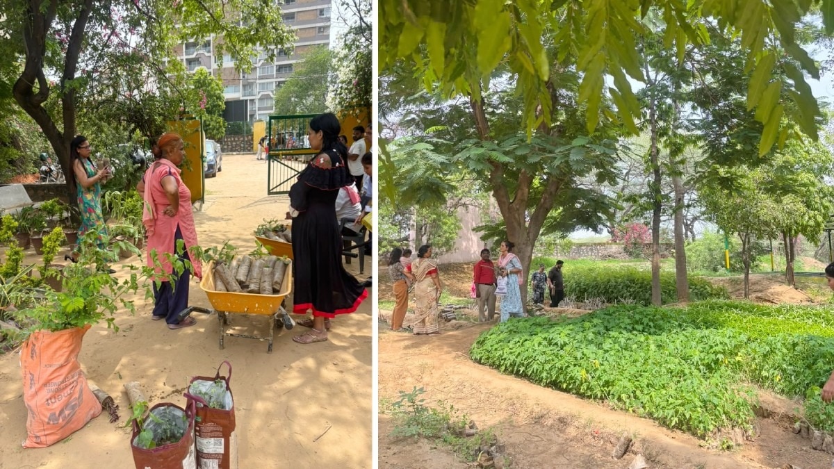 सरकारी नर्सरियों में ₹5 में मिल रहे पौधे, घर बैठे ऑनलाइन ऐसे बुक करें