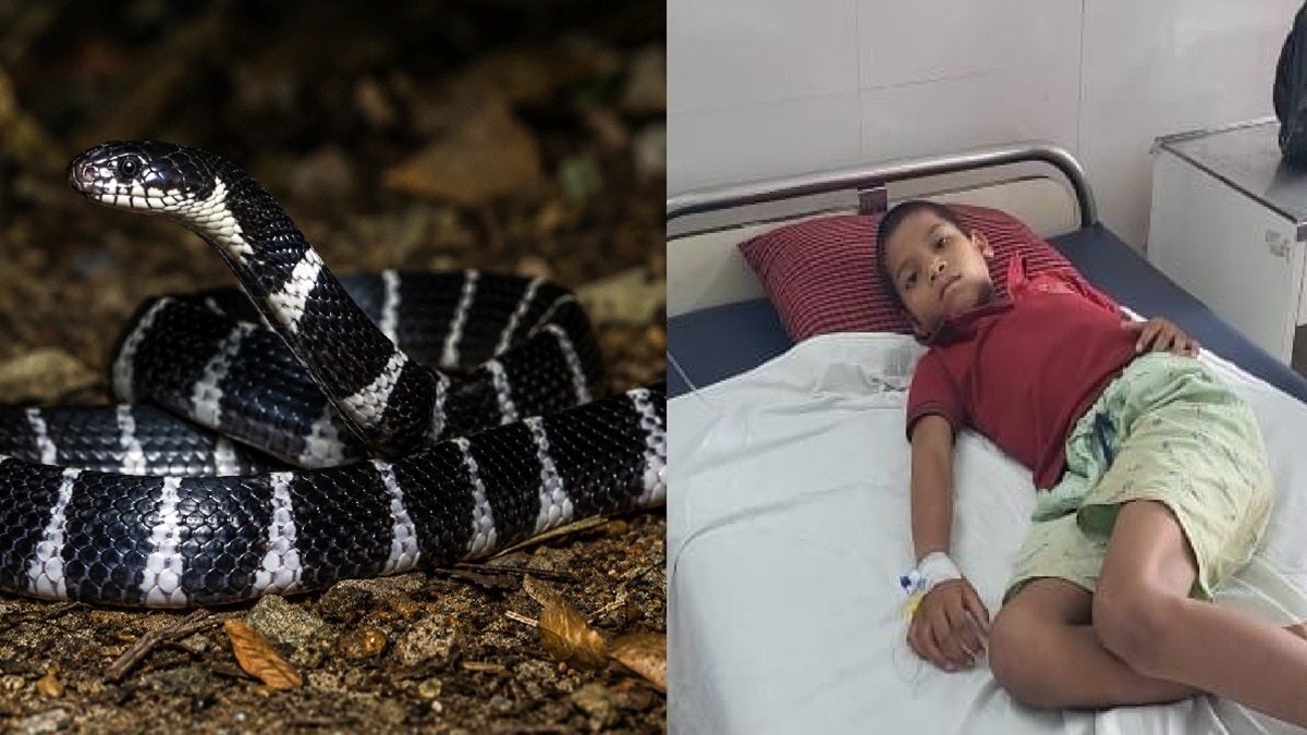 गर्ल्स हॉस्टल में घुसा करैत सांप, पलंग पर सो रही 4 लड़कियों को काटा (Photo: itg)