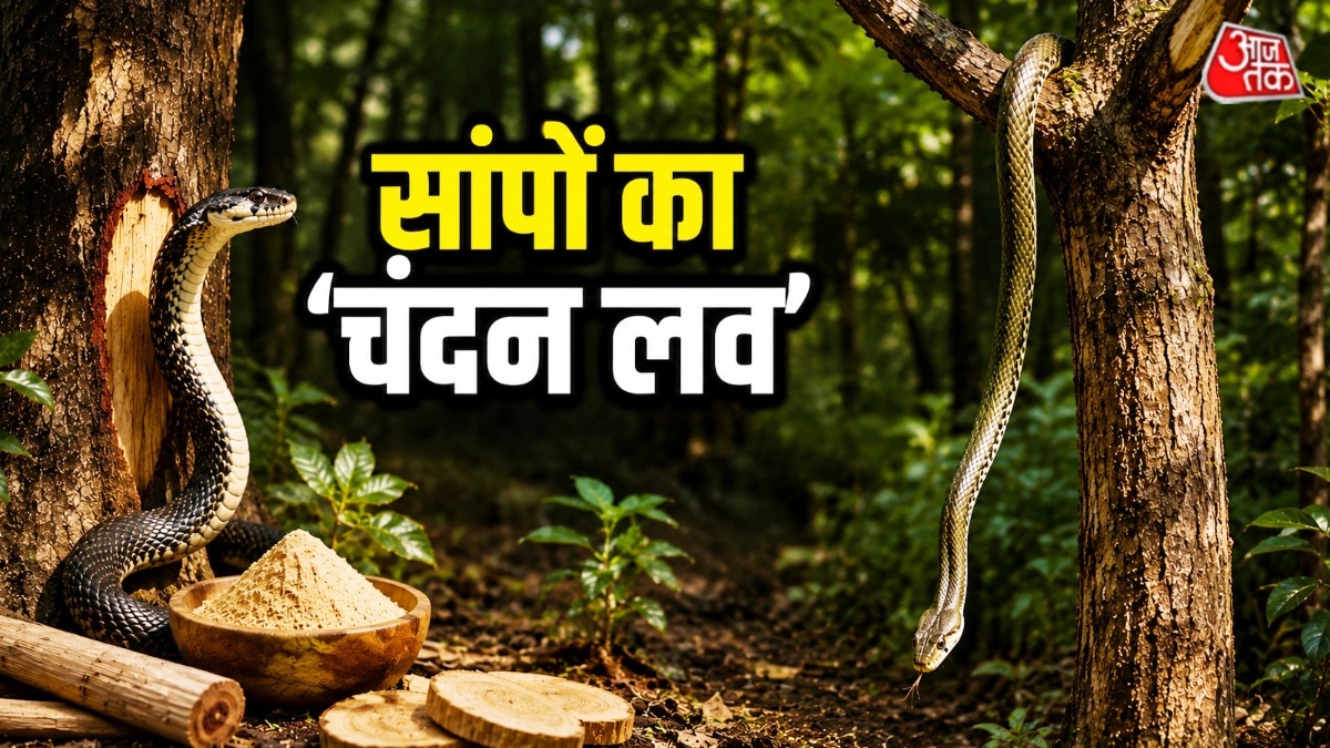 सांप चंदन के पेड़ों पर काफी अधिक देखे जाते हैं. (Photo: AI Generated)