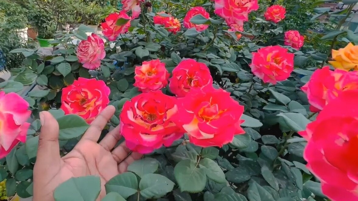 ऐसे बढ़ाएं गुलाब में फूल