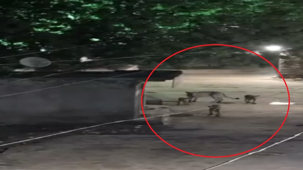 वीडियो में शेरनी और उसके तीनों शावक गांव की गलियों में आराम से घूमते दिखाई दे रहे हैं. Photo Screengrab